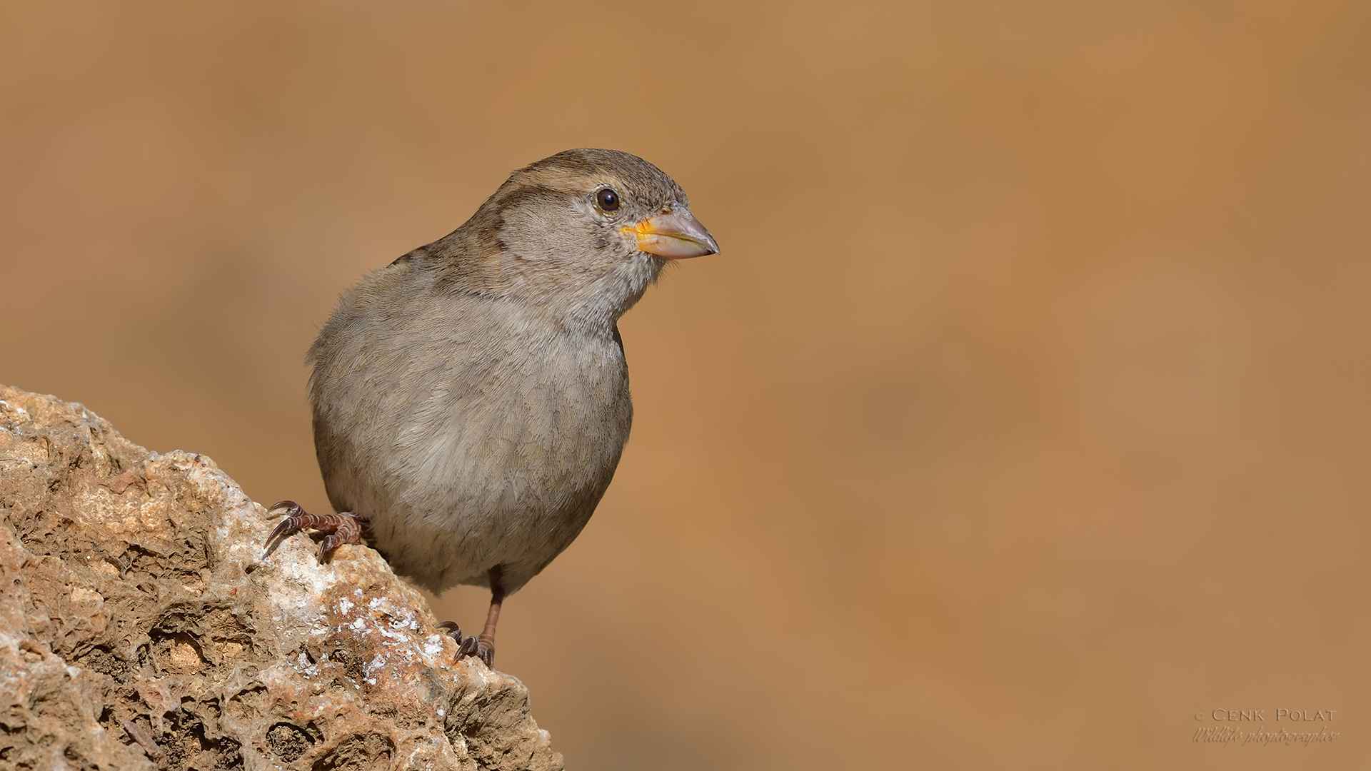 House Sparrow